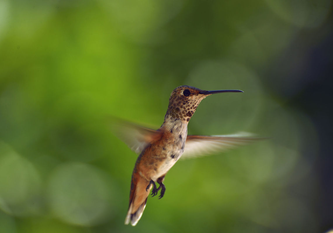 Rufous Hummingbird A Rufous Hummingbird (female?) hovers near a feeder. Adaptable,Arizona,Baja California,California,Geotagged,Mexico,Rufous Hummingbird,Selasphorus rufusBird,Southern California,Spring,United States,insect eater,migratory,nectar eater,seasonal,southwest