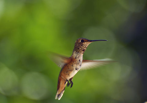 Rufous Hummingbird A Rufous Hummingbird (female?) hovers near a feeder. Adaptable,Arizona,Baja California,California,Geotagged,Mexico,Rufous Hummingbird,Selasphorus rufusBird,Southern California,Spring,United States,insect eater,migratory,nectar eater,seasonal,southwest