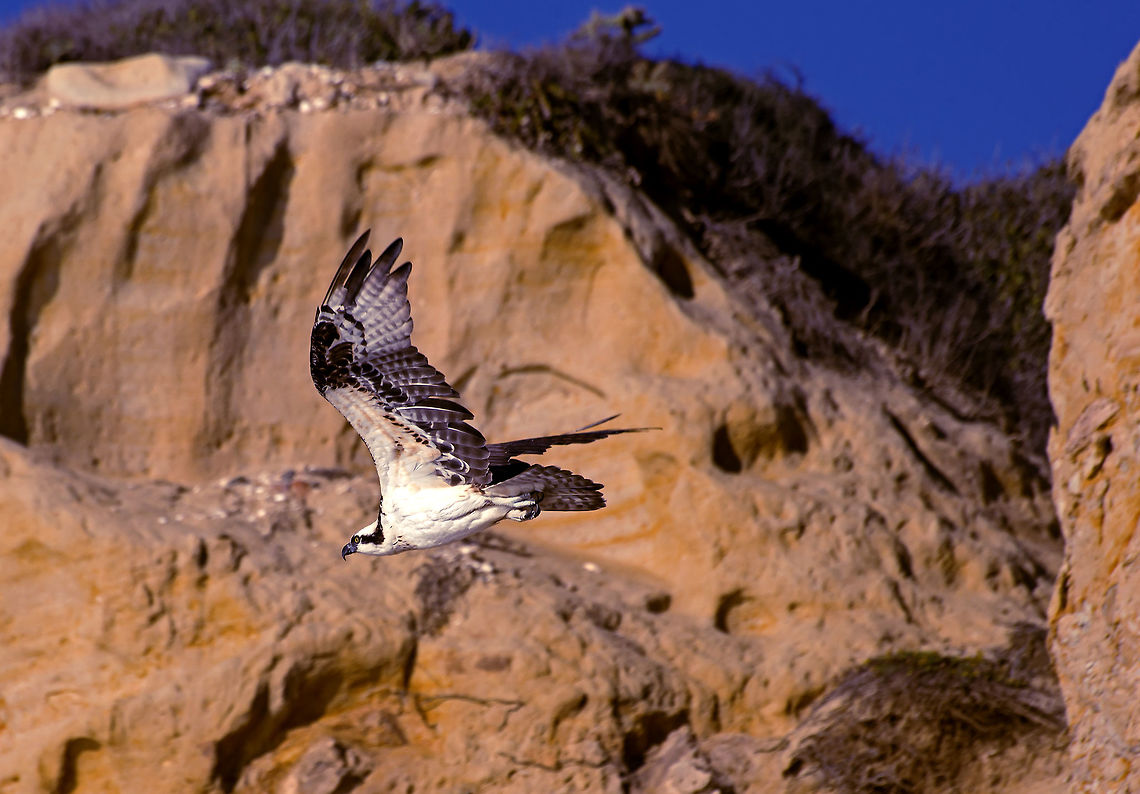 Osprey Takes Flight A female Osprey (Pandion Haliaetus) takes flight from her perch on a Southern California cliff. Females usually have a &quot;necklace&quot; of speckles and are slightly larger than males. This one was sighted in August 2014. Geotagged,Osprey,Pandion haliaetus,Summer,United States