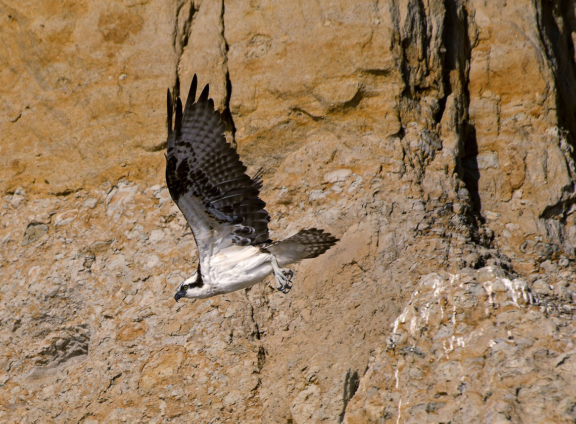 Osprey Leaves Her Perch A female Osprey as she launches from her perch on a Southern California cliff (August 2014). Geotagged,Osprey,Pandion haliaetus,Summer,United States,cliff,female,fish hawk,flying,predator