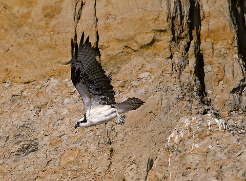 Osprey Leaves Her Perch A female Osprey as she launches from her perch on a Southern California cliff (August 2014). Geotagged,Osprey,Pandion haliaetus,Summer,United States,cliff,female,fish hawk,flying,predator