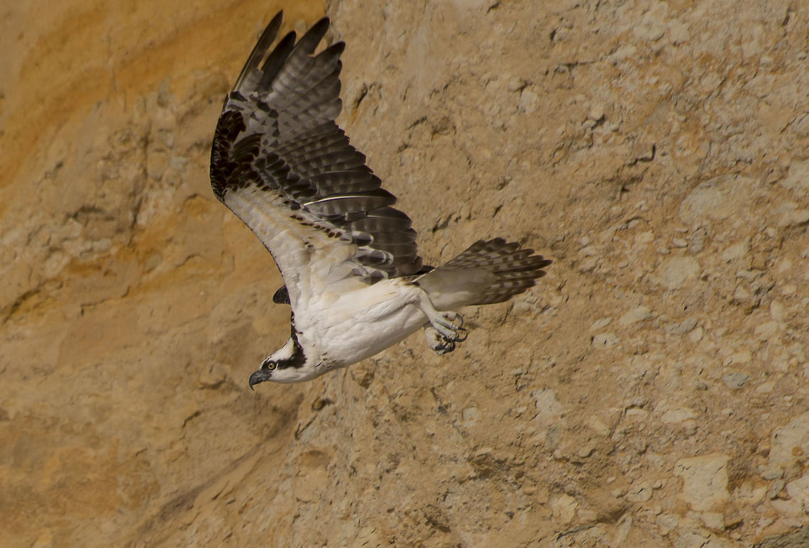 Osprey Glides A female Osprey glides away from her perch on a Southern California cliff. California,Geotagged,Osprey,Pandion haliaetus,San Diego,Summer,Torrey Pines,United States,fish hawk,flight,predator