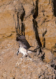Osprey Readies for Flight A female Osprey warms up before taking flight from her perch on a Southern California cliff. California,Geotagged,Osprey,Pandion haliaetus,San Diego,Summer,Torrey Pines,United States,female,fish hawk,predator