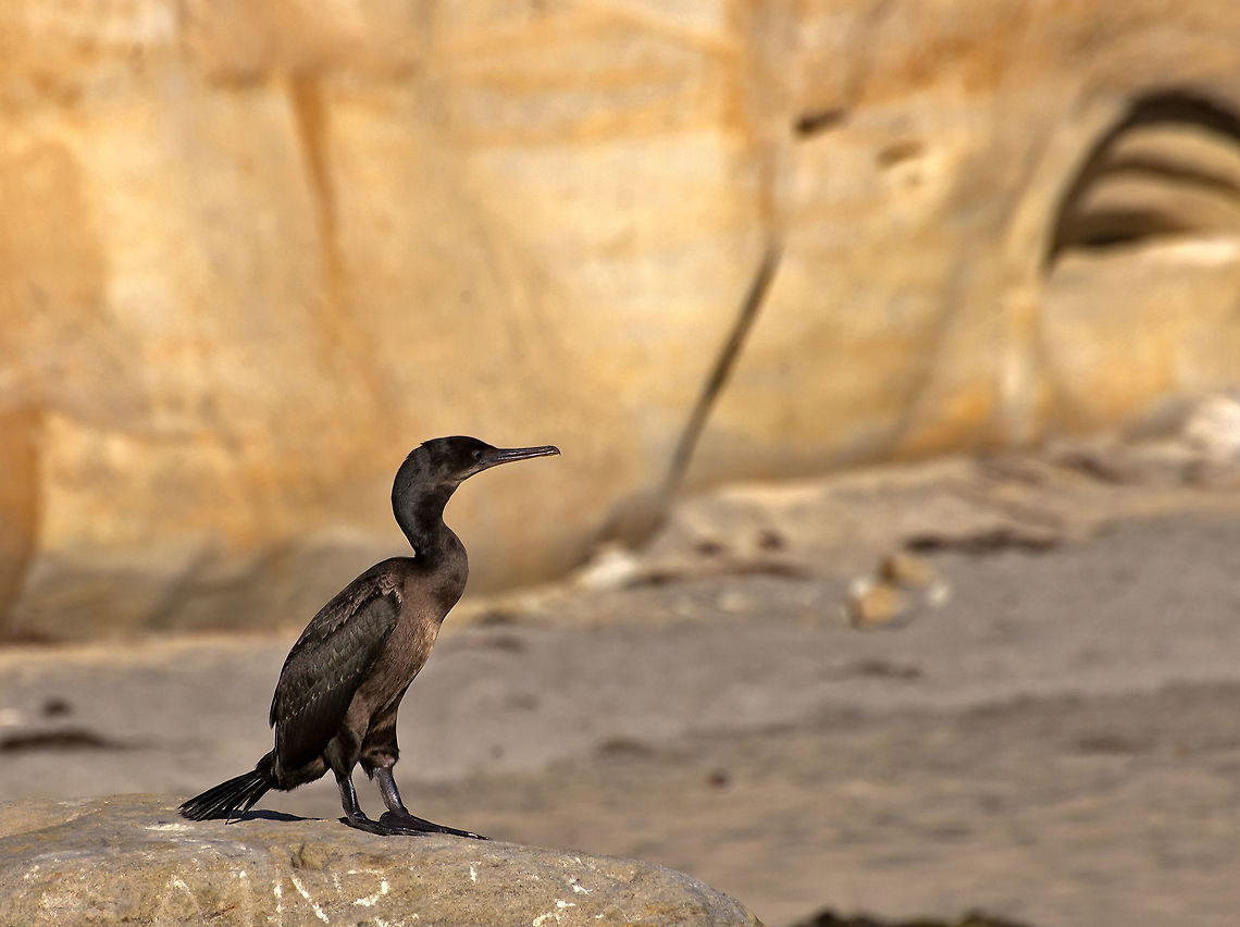 Brandt's Cormorant A Brandt&#039;s Cormorant perches at the base of the cliffs near San Diego. Brandts Cormorant,Geotagged,Phalacrocorax penicillatus,Summer,United States,marine bird,predator