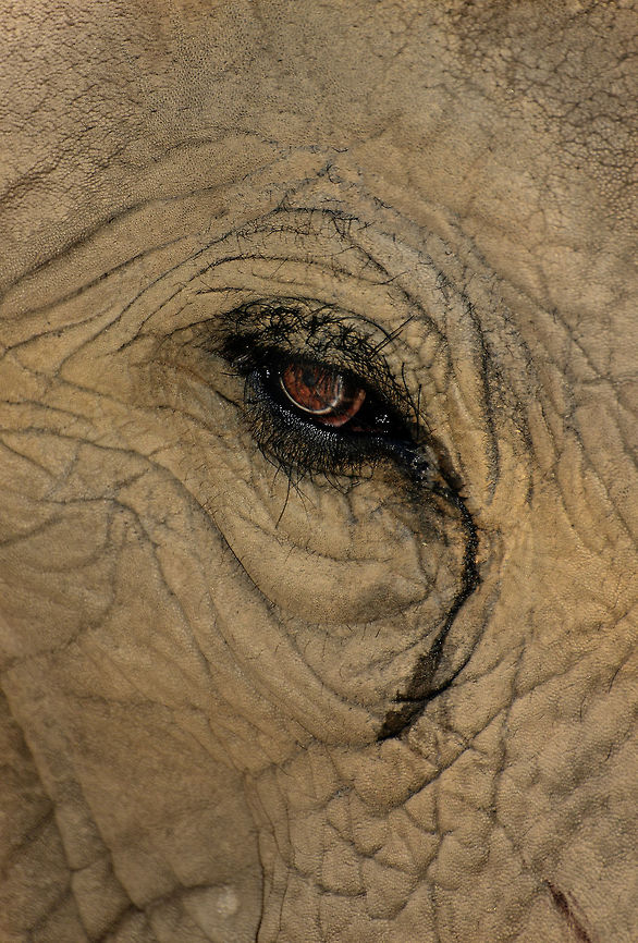 African Elephant Eye Closeup Closeup of the eye of a male African Bush Elephant. African Bush Elephant,Elephant,closeup,dirt,eye,eyelashes,pachyderm,rough,skin