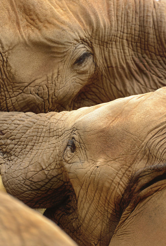 Elephants Wrestling An older bull elephant wrestles playfully with a male adolescent. It won&#039;t always be playful. African Bush Elephant,African bush elephant,Loxodonta africana,adolescent,dirt,male,pachyderm,playful,rough,skin,wrestling,young
