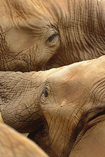 Elephants Wrestling An older bull elephant wrestles playfully with a male adolescent. It won't always be playful. African Bush Elephant,African bush elephant,Loxodonta africana,adolescent,dirt,male,pachyderm,playful,rough,skin,wrestling,young