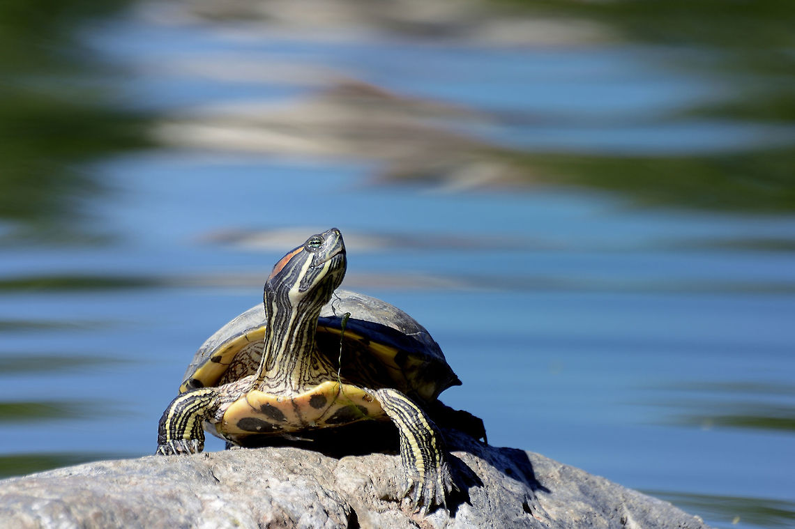 Red-eared Slider Turtle A red-eared slider turtle basks on a rock in a Southern California park. California,Red-eared slider,Trachemys scripta elegans,basking,invasive,lake,pet,pond,rock,stream,sun,turtle