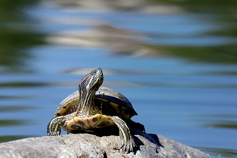 Red-eared Slider Turtle A red-eared slider turtle basks on a rock in a Southern California park. California,Red-eared slider,Trachemys scripta elegans,basking,invasive,lake,pet,pond,rock,stream,sun,turtle
