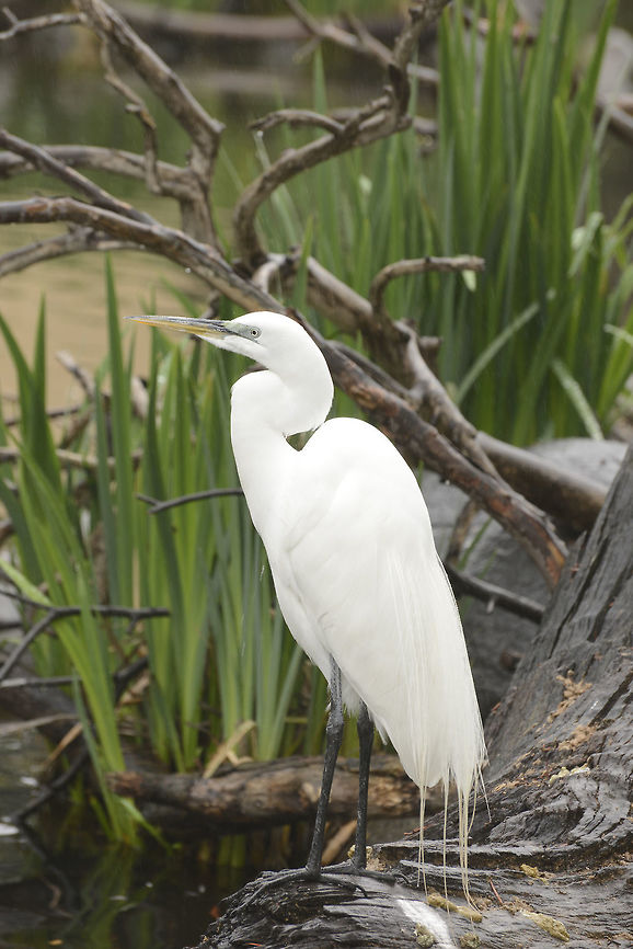 Great Egret in the Rain A Great Egret stands by a pond in the rain. Ardea alba,California,Geotagged,Great egret,United States,Winter,heron,lake,marsh,pond