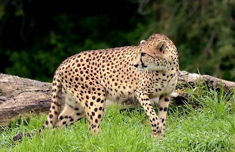 Female Cheetah This is Addison. She's a beautiful mother-raised Cheetah who lives at San Diego Zoo Safari Park. Acinonyx jubatus,Cheetah,Zoo,grassland,predator,savannah,speed
