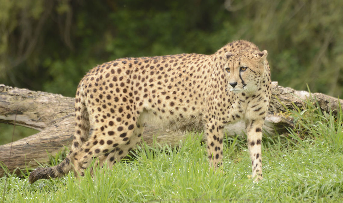 Female Cheetah This is Addison, again, a mother-raised Cheetah who lives at the San Diego Zoo Safari Park. Acinonyx jubatus,Cheetah,Zoo,grassland,predator,savannah,speed