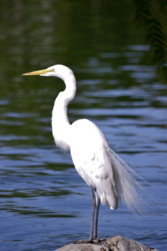 Great Egret on a Rock A Great Egret stands on a rock in a suburban pond. Ardea alba,Geotagged,Great egret,Spring,United States