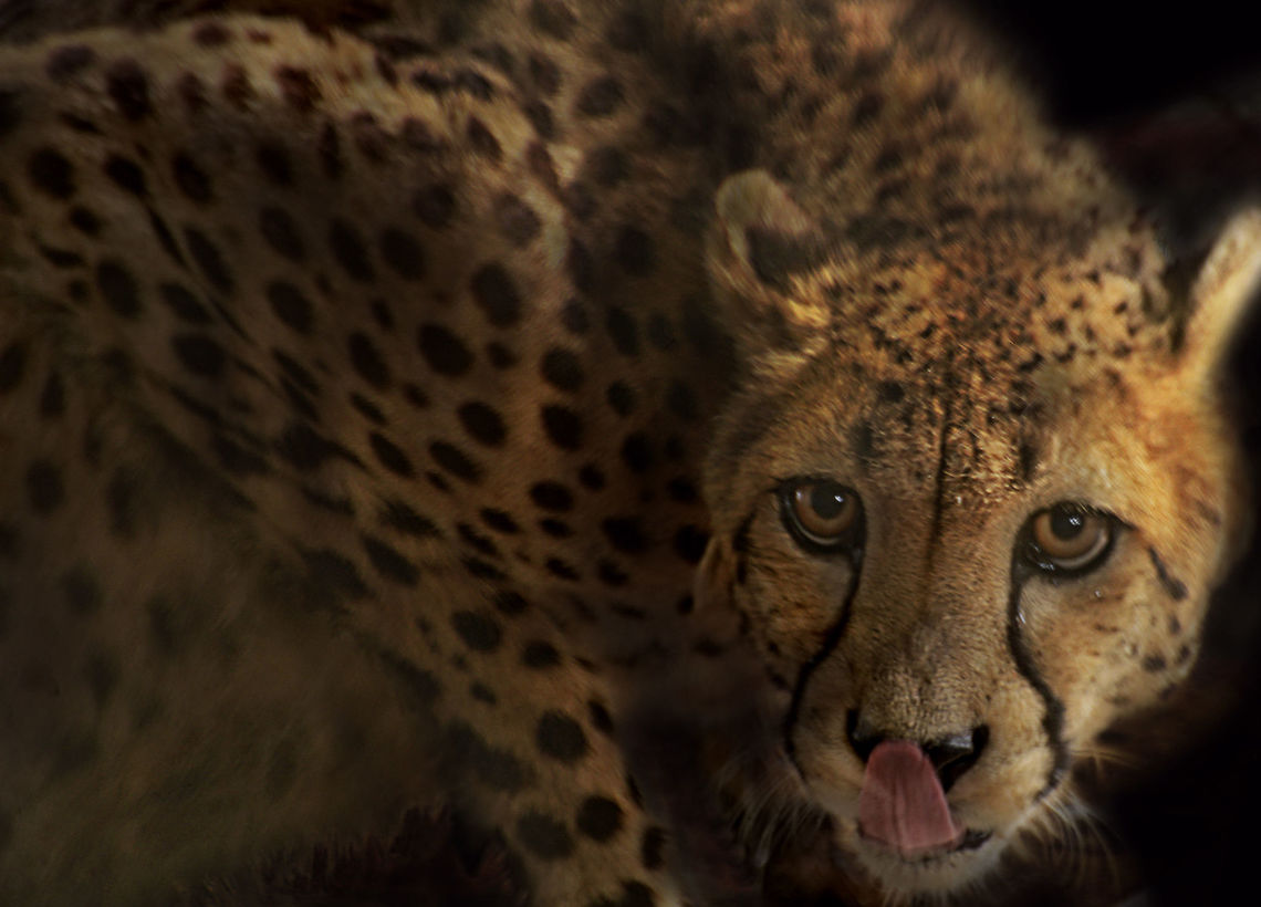 Cheetah Licks Her Chops Addison, being a mother-raised cheetah, barely tolerates human presence. Here, she is not happy about being watched as she eats. She was very still, except for her tongue that flicked out as the shutter opened. Acinonyx jubatus,Cheetah,closeup,long exposure,low light,predator,speed
