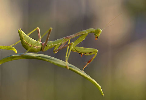 Praying Mantis A Praying Mantis in my garden, a target-rich environment.
Stagmomantis sp. Geotagged,Praying Mantis,Summer,United States,camouflage,pest control,predator,speed,stealth