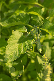 Praying Mantis A Praying Mantis is well camouflaged while hunting in the garden. Geotagged,Mantidae,Summer,United States,camouflage,praying mantis,predator,speed,stealth