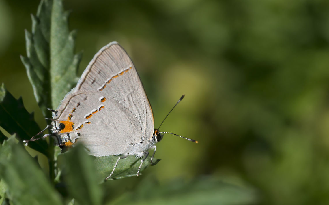 Gray Hairstreak Butterfly A Gray Hairstreak butterfly sits on the marigolds in a summer garden. California,Fall,Geotagged,Gray Hairstreak,Strymon melinus,Summer,United States,butterfly,common,morning,tiny