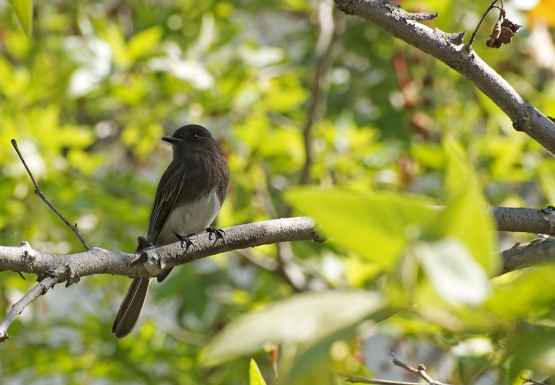 Phoebe A Phoebe perches on a branch waiting for insects to rise from the grass below. Bird,Geotagged,Phoebe,Sayornis nigricans,United States,Winter,black,black phoebe,insectivore,perched,suburban,urban,white