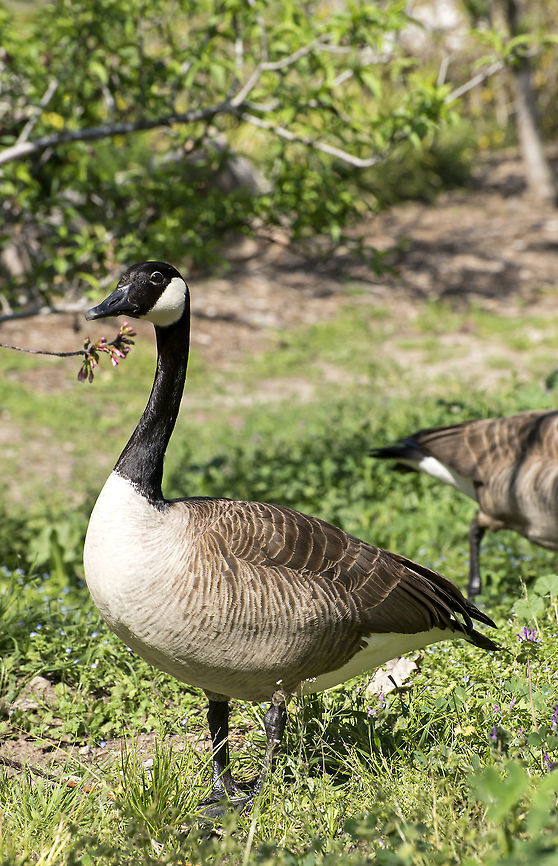 Canada Goose A Canada Goose on a late winter stopover in Los Angeles before heading north. Branta canadensis,Canada Goose,Canada goose,Geotagged,Pacific Flyway,United States,Winter,foraging,large,migration,seasonal