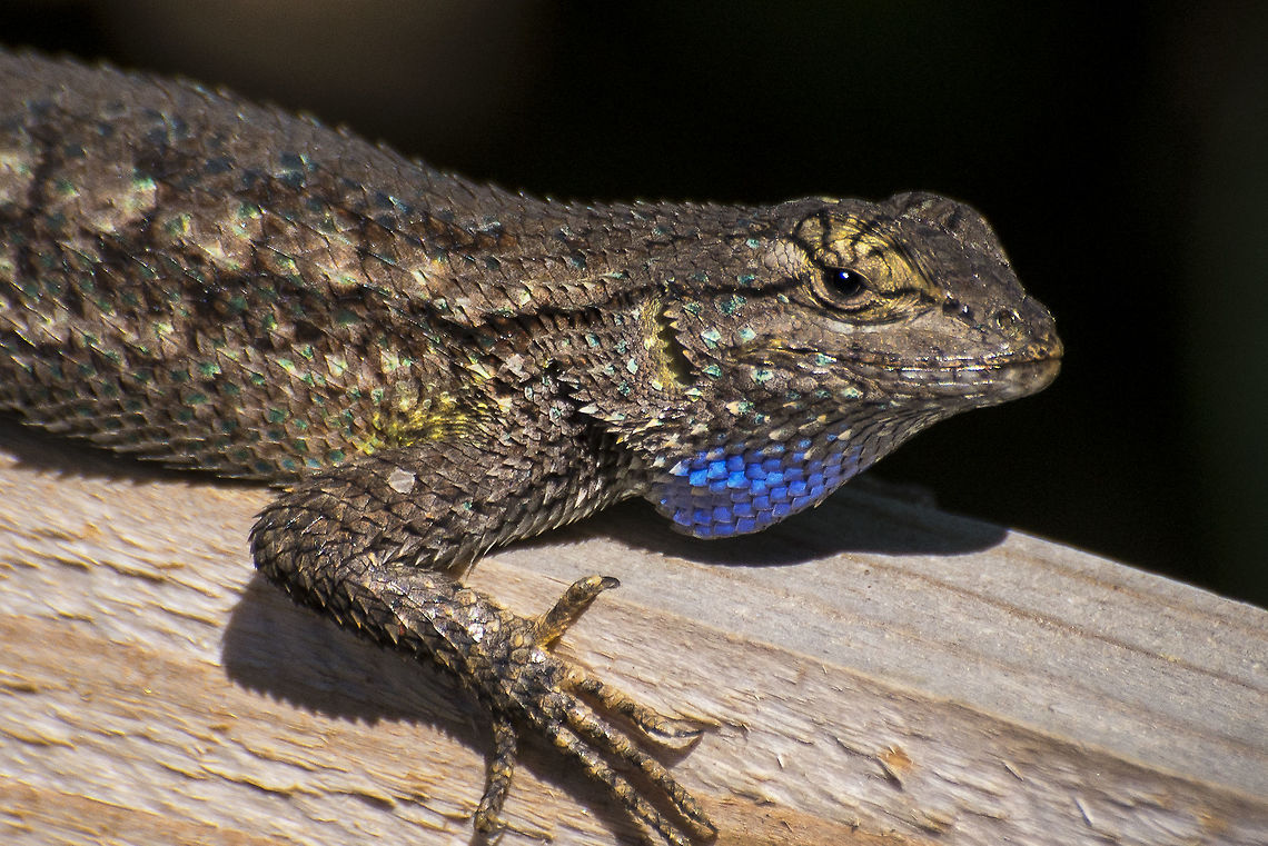 Western Fence Lizard Sceloporus Occidentalis. Male. This guy was strutting around the backyard with his full colors on display for any females that may be in the yard. Yeah, he&#039;s got the dragon swagger and the eye shadow to match. Blue Belly,Geotagged,Sceloporus Occidentalis,Sceloporus occidentalis,Spring,United States,Western Fence Lizard,Western fence lizard (blue-belly),colorful,garden,male,pest control,predator