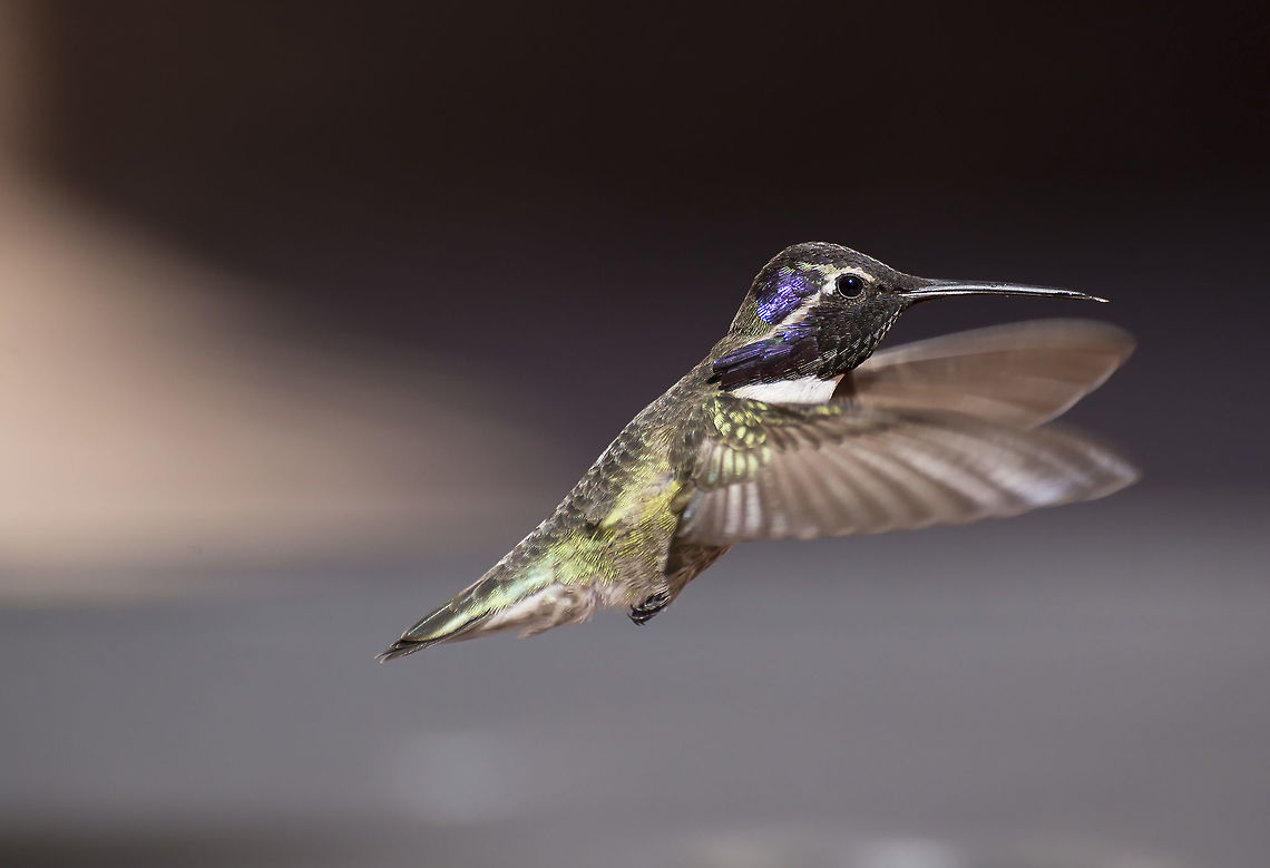 Costas Hummingbird A Costas Hummingbird hovers near a feeder. Calypte costae,Costas hummingbird,Geotagged,Spring,United States,migratory,nectar eater,purple