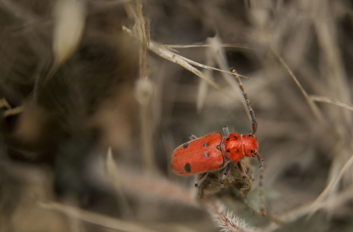 Red Milkweed Beetle A Red Milkweed Beetle forages for a meal in the grasses Geotagged,Spring,Tetraopes tetrophthalmus,United States,beetle,insect,longhorn beetle,red milkweed beetle