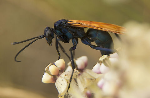 Tarantula Hawk A large wasp that feeds on nectar, but uses tarantulas as a host for its young. Stings and paralyzes the tarantula, drags it back to a burrow, lays an egg on it and the larva eats the tarantula alive from the inside. It pupates inside the tarantula, then pops out as an adult. Wow! Bad day for a tarantula. By the way, very very painful sting! Geotagged,Spring,United States