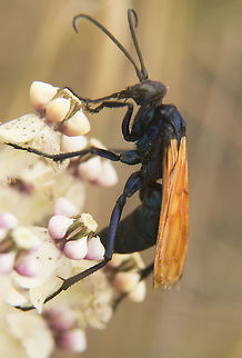 Tarantula Hawk I'm learning that Tarantula Hawks are very difficult to identify down to Genus because there are so many different kinds with subtle variations. I'm thinking this is a female (convoluted antennae) Pepsis Pallidolimbata Smithi or it could be P. Thisbe. Any help would be welcome. Geotagged,Spring,Tarantula Hawk,United States,black,glabrous anterior femora,nectar eater,pale forewing apices,reddish wings,spider wasp,wasp