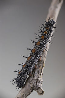 Spiny Elm Caterpillar This is a Spiny Elm Caterpillar, larva of the Mourning Cloak. It has a sting that discourages predators. Handle with care. Geotagged,Mourning Cloak,Nymphalis antiopa,Summer,United States