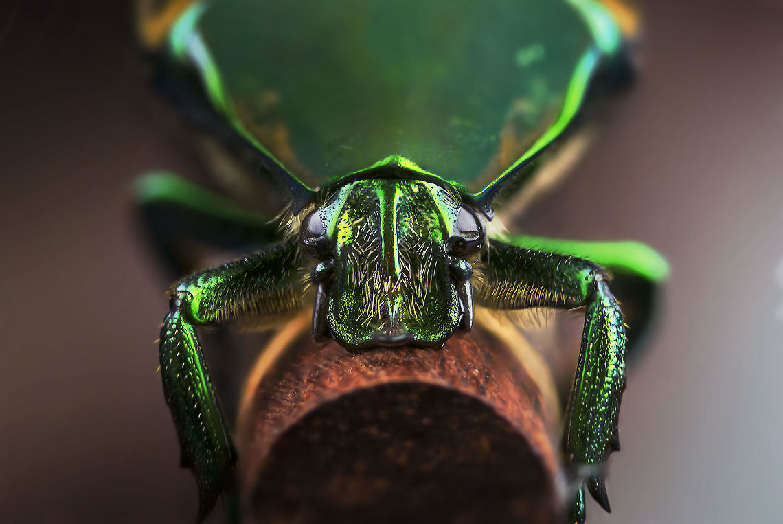 Green Figeater Beetle It&#039;s Summer and that means these start showing up to eat not just the figs, but the peaches and other soft fruit. They&#039;re fun subjects for a macro shot. To give you a sense of scale, this one&#039;s posing on the end of a chopstick. Cotinis mutabilis,Figeater beetle,Geotagged,Summer,United States,green,macro,metallic