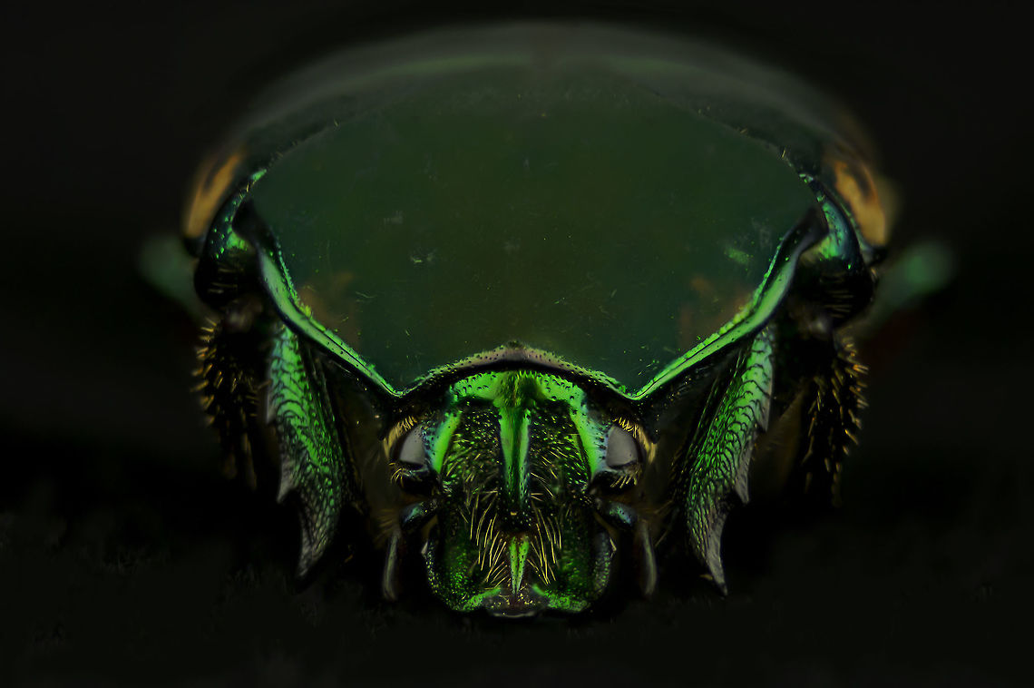 Green Figeater Beetle Another Green Figeater Beetle came to visit. They eat any soft fruit that happens to be ripe. They&#039;re slow flyers and can be a little unnerving if they land on you unexpectedly. They bumble around running into walls and falling to the ground. Cotinis mutabilis,Figeater beetle,Geotagged,Insect,Summer,United States,beetle,fruit eater,green
