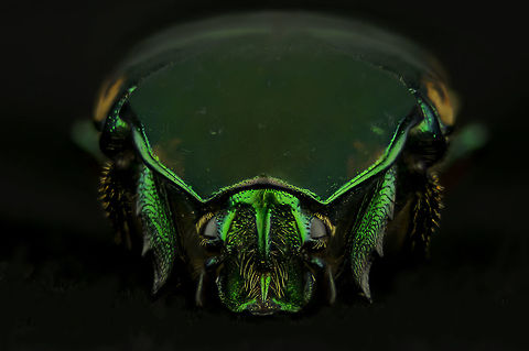 Green Figeater Beetle Another Green Figeater Beetle came to visit. They eat any soft fruit that happens to be ripe. They're slow flyers and can be a little unnerving if they land on you unexpectedly. They bumble around running into walls and falling to the ground. Cotinis mutabilis,Figeater beetle,Geotagged,Insect,Summer,United States,beetle,fruit eater,green