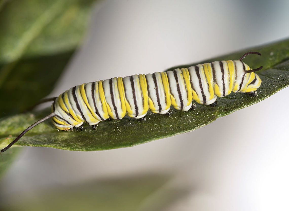 Monarch Butterfly Caterpillar A Monarch Butterfly caterpillar grows fat on milkweed as it progresses through the five larval stages (instars), pupa (chrysalis) and adult. Asclepias curassavica,Danaus plexippus,Geotagged,Monarch,Summer,United States,cardenolides,color defense,milkweed,striped