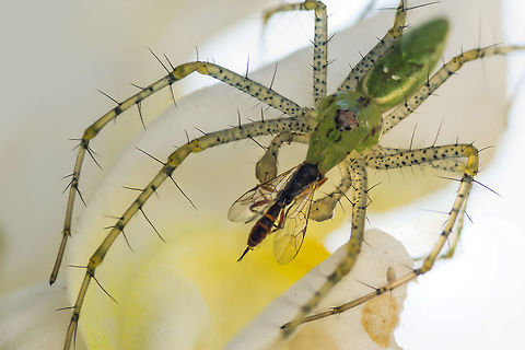 Green Lynx Spider The Green Lynx Spider ranges widely throughout the Americas. It's the largest of the species Oxyopidae in North America. It is also of interest as a controller of pests that plague cotton crops. It frequents green plants that have flowers that attract its prey. It's an ambush hunter of pests and beneficial insects alike. They rarely bite humans. Their venom can raise a painful welt, but is not deadly. Geotagged,Green lynx spider,Peucetia viridans,Summer,United States,ambush,long-legged,macro,predator,spiny,spotted,venomous