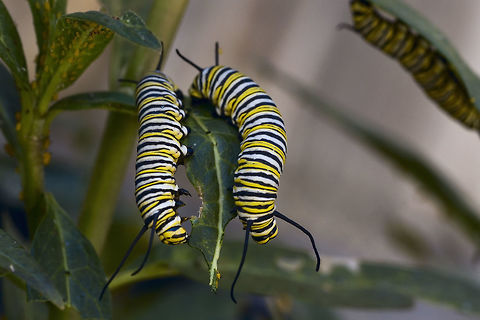 Monarch Caterpillars Two Monarch caterpillars make short work of a milkweed leaf. This will be their only food as the progress through five larval stages (instars). They accumulate toxins (Cardenolides) from their food that deter most predators. These toxins remain in their bodies into adulthood. Asclepias curassavica,Danaus plexippus,Europe,Monarch,North America,Oceania,butterfly,caterpillar,larva,milkweed,toxic