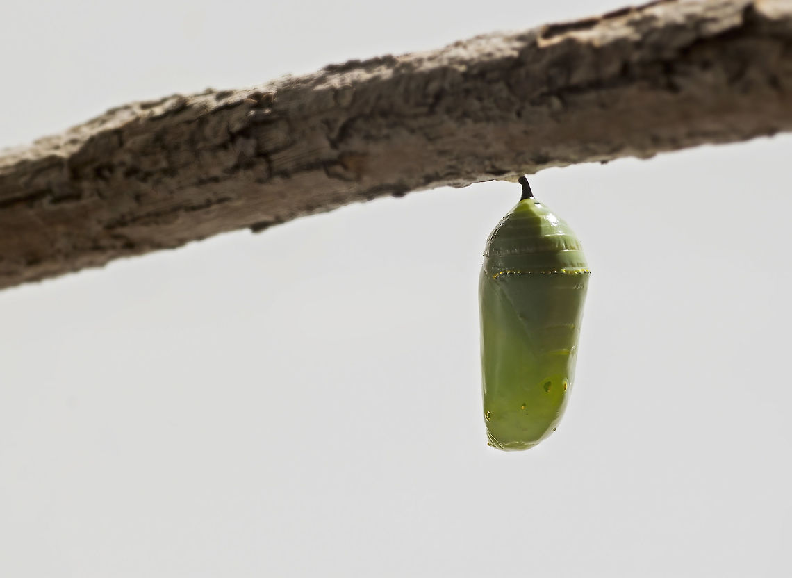 Monarch Chrysalis A bejeweled Monarch Butterfly chrysalis is attached to a branch as it transforms into a butterfly. Danaus plexippus,Geotagged,Monarch,Summer,United States,butterfly,chrysalis,metamorphosis,pupa