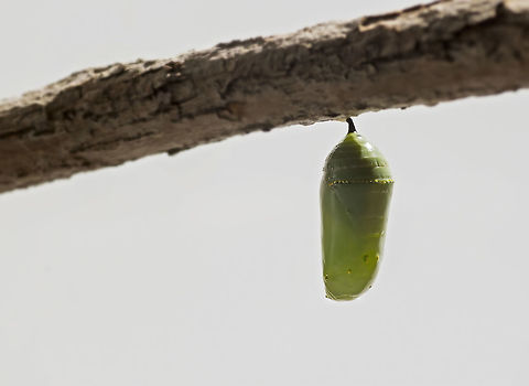 Monarch Chrysalis A bejeweled Monarch Butterfly chrysalis is attached to a branch as it transforms into a butterfly. Danaus plexippus,Geotagged,Monarch,Summer,United States,butterfly,chrysalis,metamorphosis,pupa