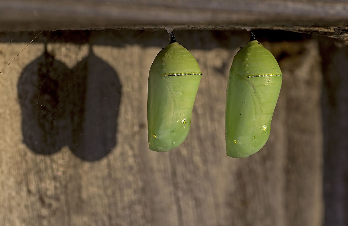 Monarch Butterfly Chrysalises Two Monarch Butterfly chrysalises dangle together as they progress toward becoming butterflies. Danaus plexippus,Geotagged,Monarch,Summer,United States,chrysalis,metamorphosis,pupa