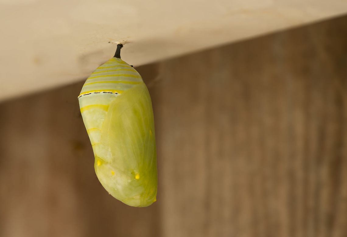 Monarch Butterfly Chrysalis A new chrysalis dangles like a jewel under an overhanging bit of fence. Danaus plexippus,Geotagged,Monarch,Summer,United States