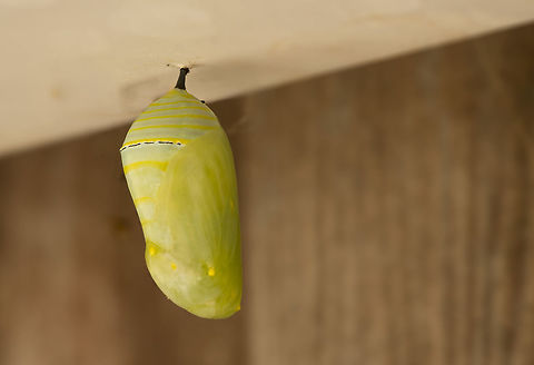 Monarch Butterfly Chrysalis A new chrysalis dangles like a jewel under an overhanging bit of fence. Danaus plexippus,Geotagged,Monarch,Summer,United States