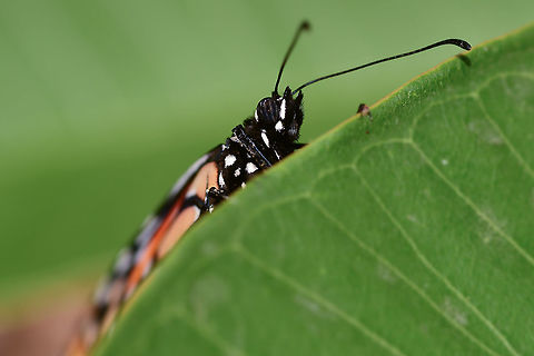 Monarch Butterfly A newly emerged Monarch Butterfly peeks over the edge of a Plumeria Leaf as it dries its wings. Danaus Plexippus,Danaus plexippus,Geotagged,Monarch Butterfly,Monarch butterfly,Summer,United States,adult,antennae,butterfly,compound eye,endangered,environment,insect,macro,metamorphosis,migration