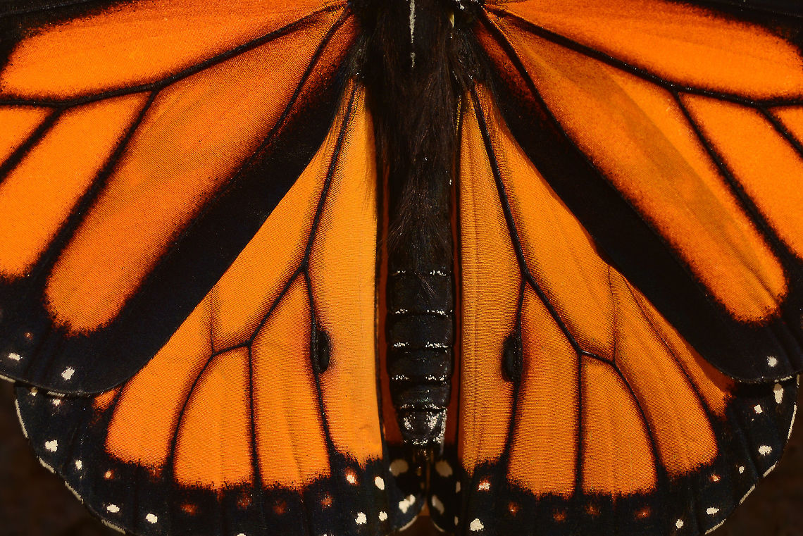 Monarch Butterfly Wings A macro image of Monarch Butterfly wings that illustrates their details, symmetry, and beauty Danaus plexippus,Geotagged,Monarch,Monarch Butterfly,Summer,United States,adult,butterfly,detail,endangered,environment,insect,macro,metamorphosis,migration,symmetry,wings