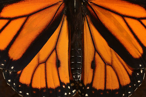 Monarch Butterfly Wings A macro image of Monarch Butterfly wings that illustrates their details, symmetry, and beauty Danaus plexippus,Geotagged,Monarch,Monarch Butterfly,Summer,United States,adult,butterfly,detail,endangered,environment,insect,macro,metamorphosis,migration,symmetry,wings
