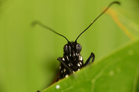 Monarch Butterfly A Monarch Butterfly clings to the edge of a Plumeria leaf. Danaus plexippus,Geotagged,Monarch Butterfly,Monarch butterfly,Summer,United States,adult,antennae,butterfly,compound eyes,endangered,environment,insect,macro,metamorphosis,migration
