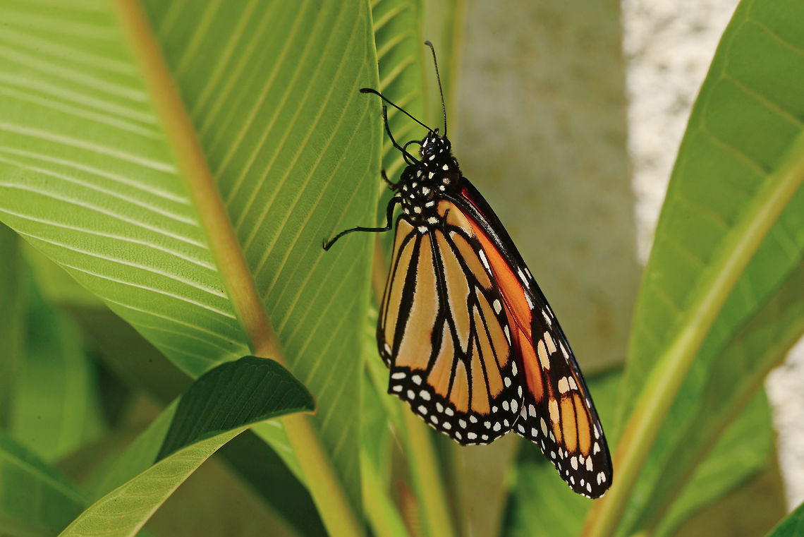 Monarch Butterfly A newly emerged Monarch Butterfly dries its wings and readies for flight. Danaus plexippus,Geotagged,Monarch Butterfly,Monarch butterfly,Summer,United States,adult,butterfly,endangered,environment,insect,metamorphosis,migration