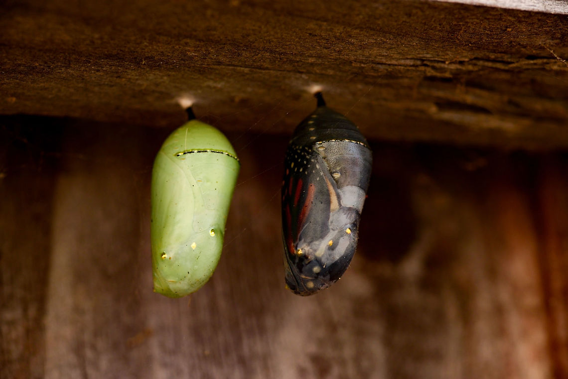 Monarch Chrysalises Two Monarch Butterfly Chrysalises at different stages of development. Danaus plexippus,Geotagged,Monarch Butterfly,Monarch butterfly,Summer,United States,adult,butterfly,detail,endangered,environment,insect,metamorphosis,migration,symmetry,wings