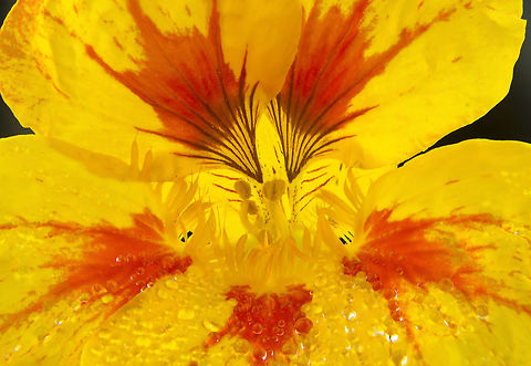 Nasturtium A Nasturtium is covered with droplets after the rain. Nasturtiums grow like weeds and have nectar that local birds and insects love. The flowers are edible and are especially good in a green salad.  Geotagged,Nasturtium,Spring,United States,droplets,edible,flower,macro,plant,water