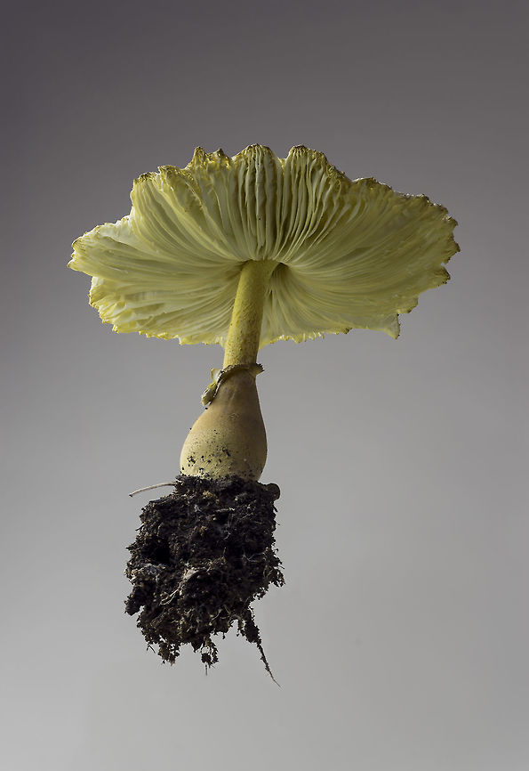 Toadstool A toadstool that is very persistent in our yard. They don't present a danger unless eaten. So don't. Geotagged,Leucocoprinus birnbaumii,Summer,United States,common,fungus,gilled,mushroom,toadstool,toxic,yellow