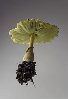 Toadstool A toadstool that is very persistent in our yard. They don't present a danger unless eaten. So don't. Geotagged,Leucocoprinus birnbaumii,Summer,United States,common,fungus,gilled,mushroom,toadstool,toxic,yellow