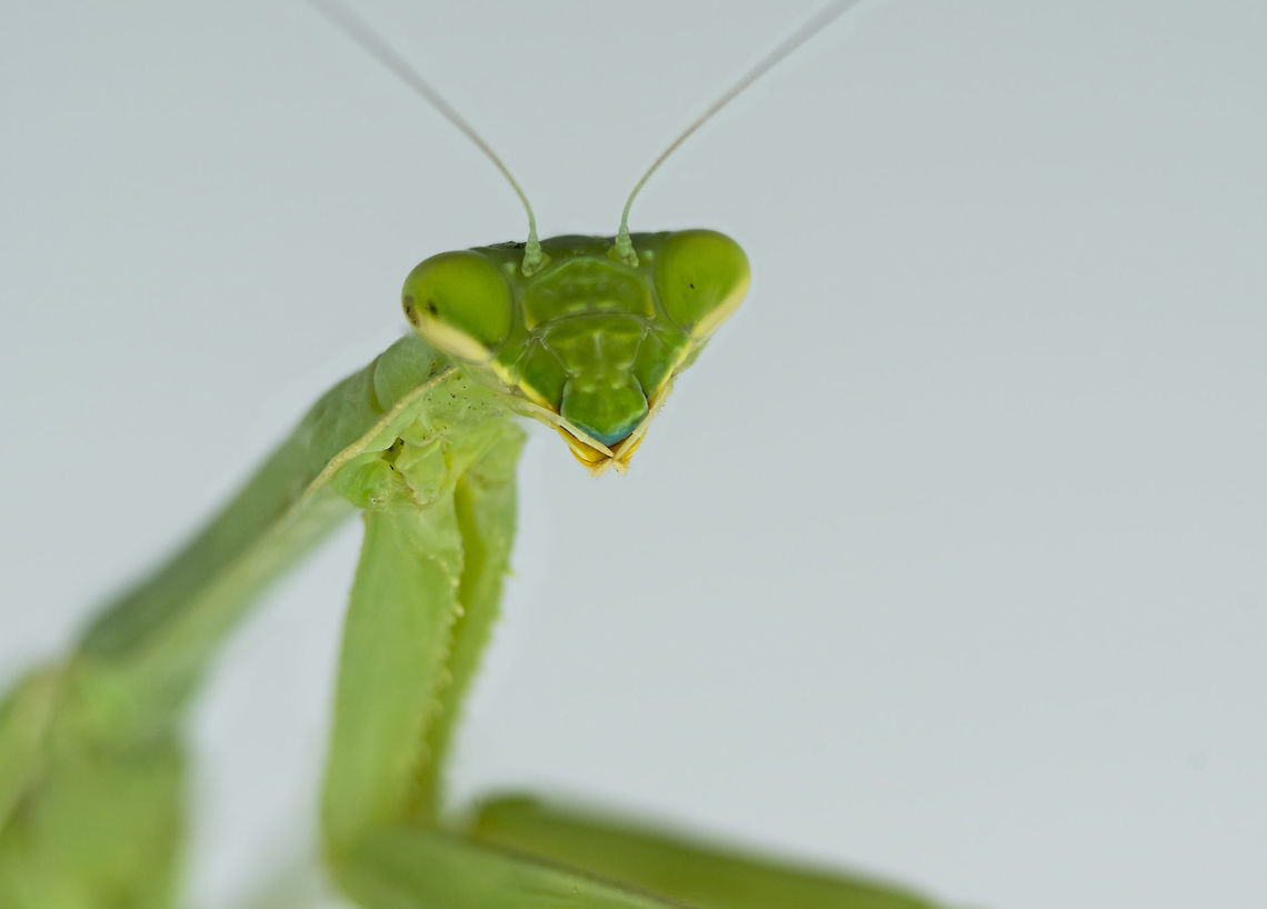 California Praying Mantis A female California Praying Mantis poses for a studio shot. These are great pest control in Southern California gardens.  Geotagged,Stagmomantis californica,Summer,United States,carnivore,garden,insect,insectivore,pest control,predator,stealthy